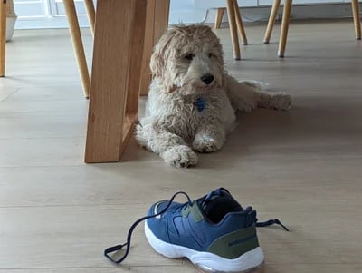 a dog puppy sitting on the floor next to a shoe