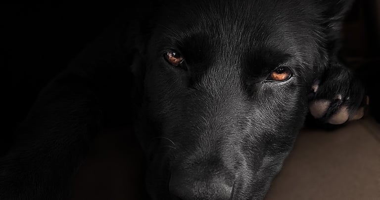 Black German Shepherd with amber eyes pet photography in Wakefield