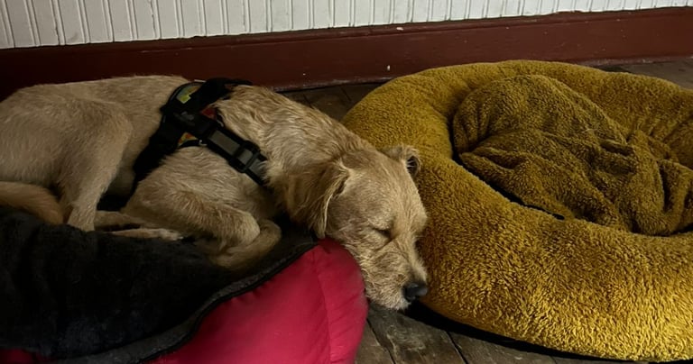 hotel canina en santiago