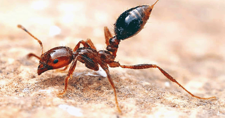 TLC Upstate Lawn & Pest Fire Ant Control