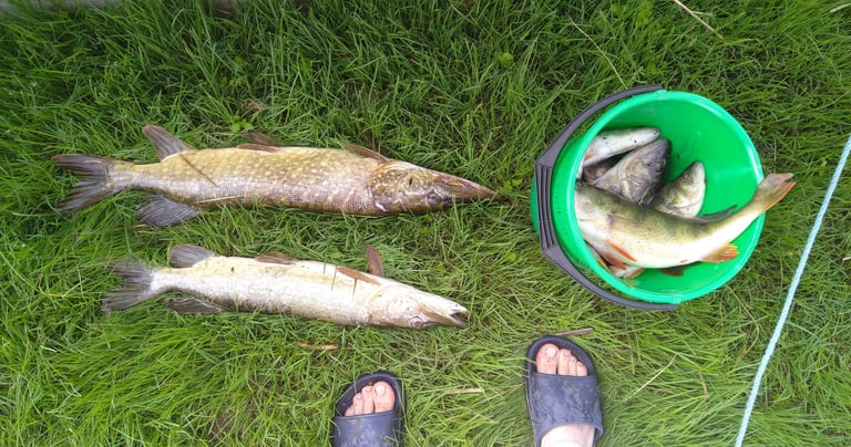 Pêche Höga kusten
