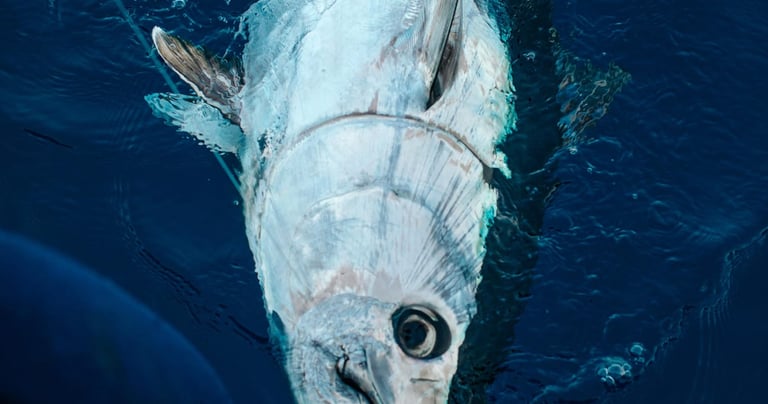 sorties peche en mer
