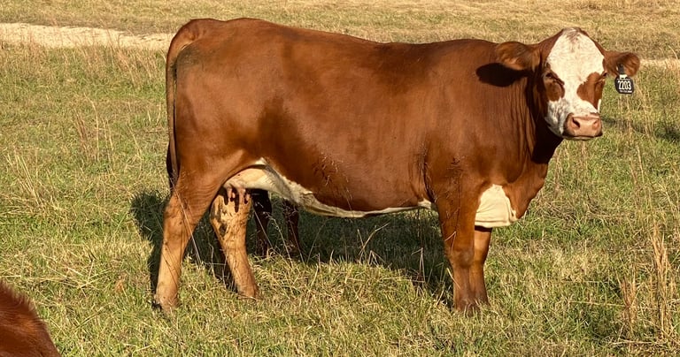 South Poll Cow