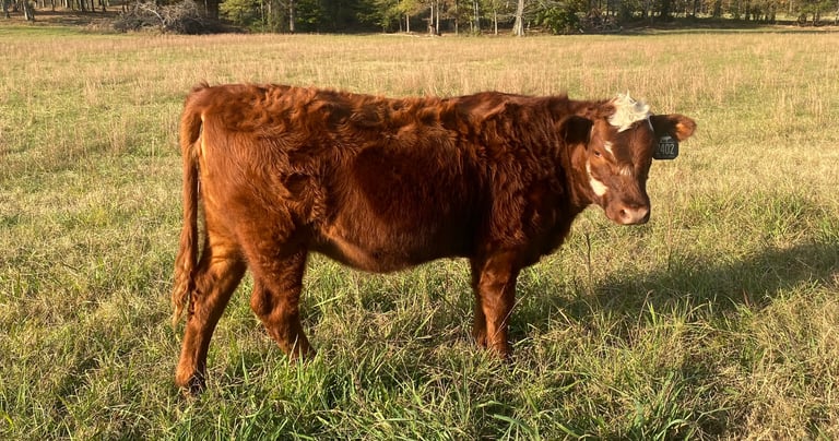 South Poll 50% Registered Heifer