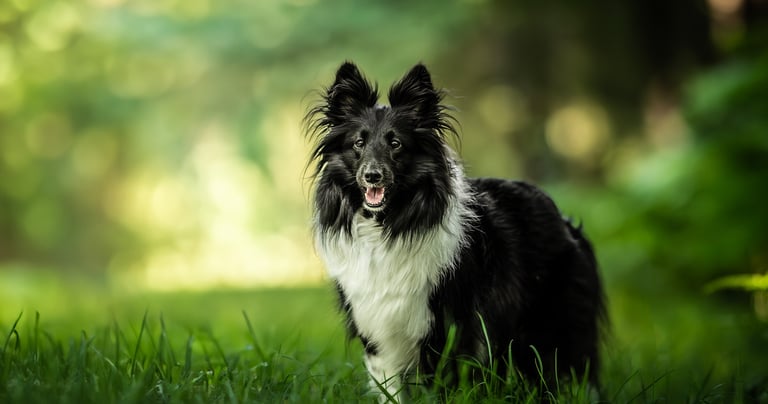 Berger des shetland Viens Balader mon chien