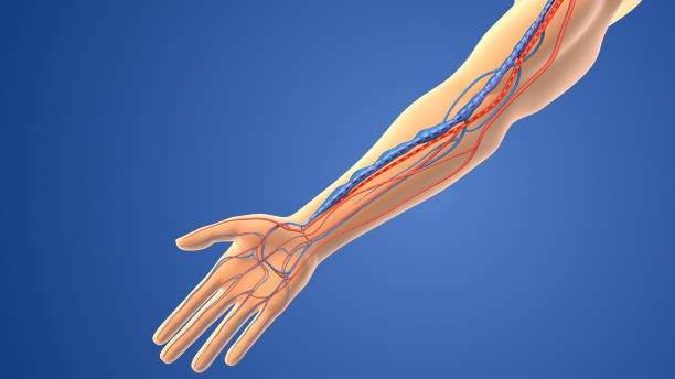 haemodialysis bruit avf dialysis ultrasound vascular artery vein arteriovenous fistula diabetes kidney failure renal disease