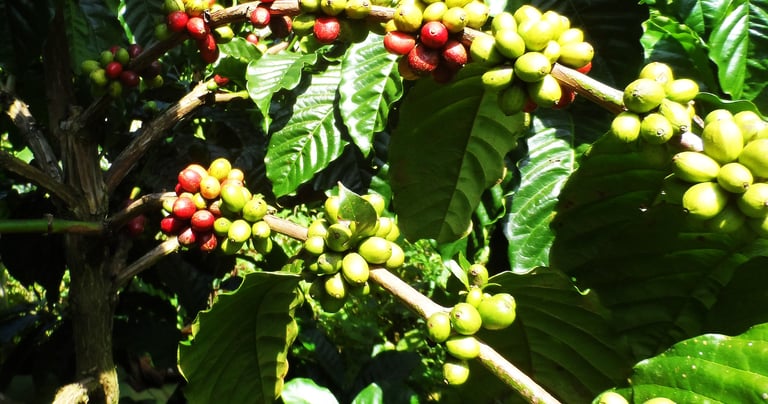 Pupuan coffee farming with farm stay
