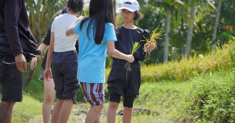 Bali rice farming