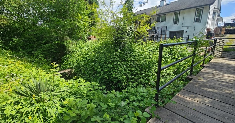 blackberries overgrown over a stream. A white house is in the background