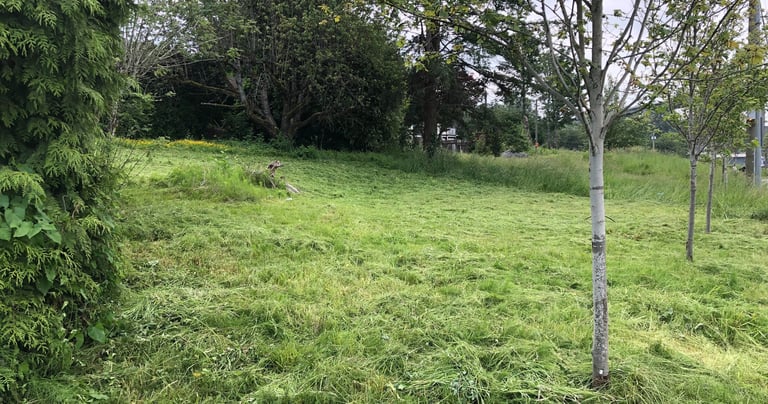 picture of a grassy field with trees and free of blackberries