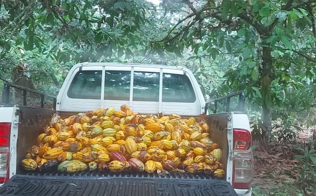 a mini truck with back full of cocoa fruit
