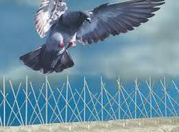 bird spikes for balcony