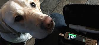 A diabetic alert dog alerts their partner