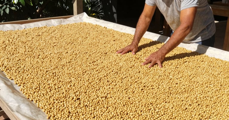 Workers carefully sorting coffee beans on a wooden table in Ciudad de Guatemala