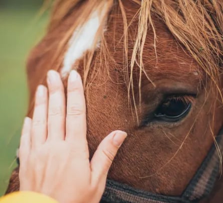 animal reiki Dawn Bozzolo-Triangle Animal Reiki
