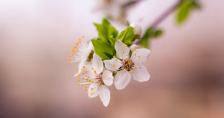 a white flowered branch of a tree