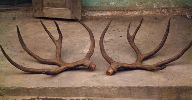 Deer Antlers - Yellowstone Vacation Rentals - Little Trail Creek Cabins - Gardiner Montana