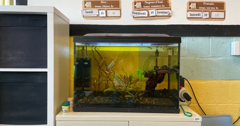 Projet aquarium dans la classe de monsieur Léo