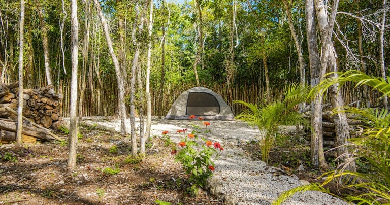 Space for tents in a lush green jungle with tall trees, a gravel path and vibrant orange flowers