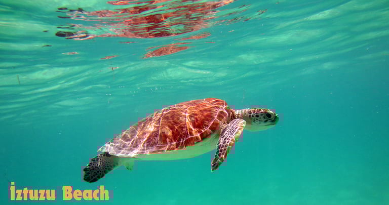 Caretta Caretta Turtles at İztuzu Beach