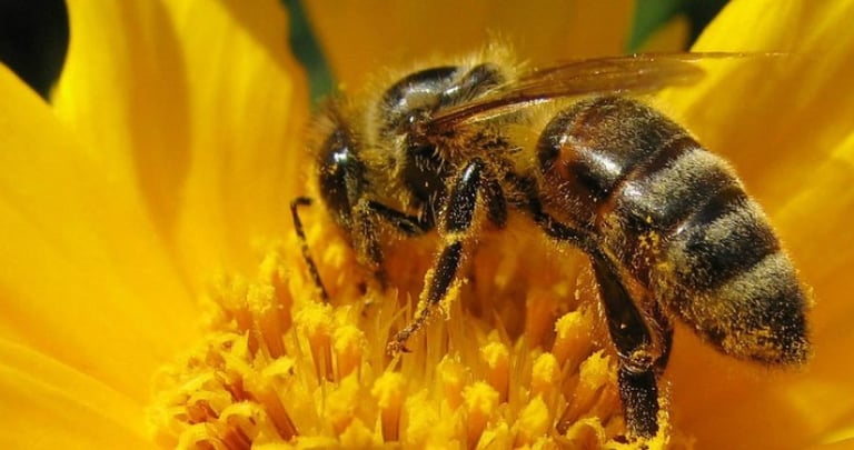 tarif pour enlever essain d'abeilles, comment se débarasser d'un nid d'abeille, désinsectiseur drôme
