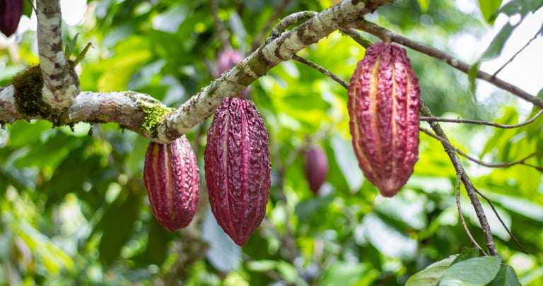 Ripe purple and red cocoa pods hanging from a tropical cacao tree branch in a lush plantation.