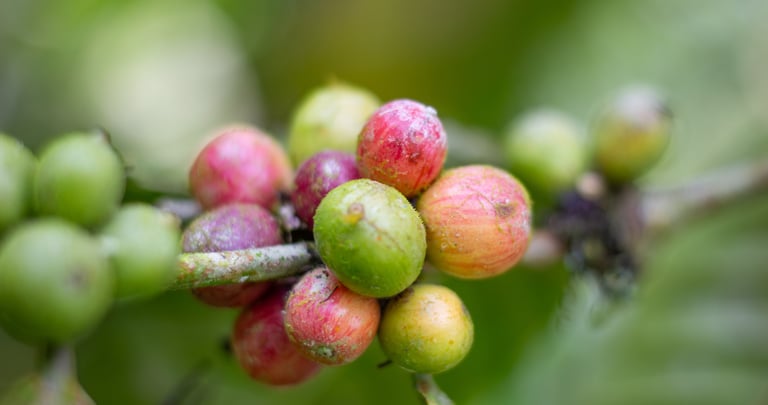 Close-up of ripening red and green coffee beans growing on a branch of a coffee plant.