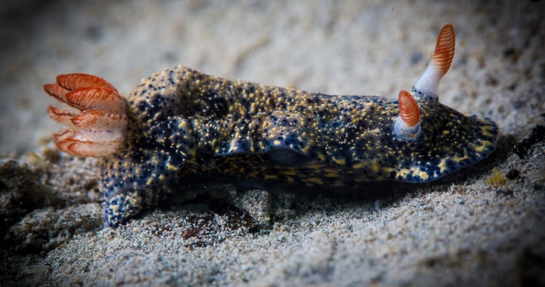 Nudibranch