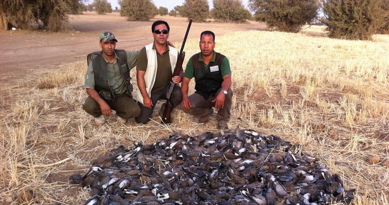 Caza de tórtolas en Marruecos con SERCAZA