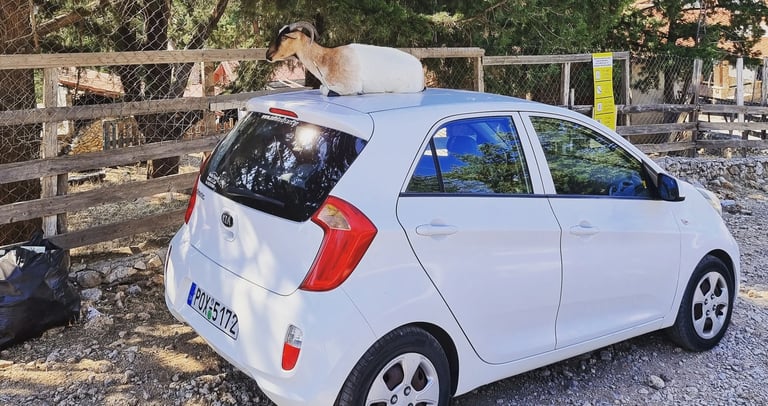 A brown and white mountain goat sitting on the roof of a parked white Kia hatchback car near a forest.