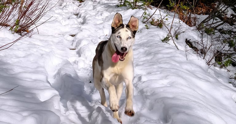 Chien heureux travail avec éducateur canin à Bayonne, anglet ou Biarritz 