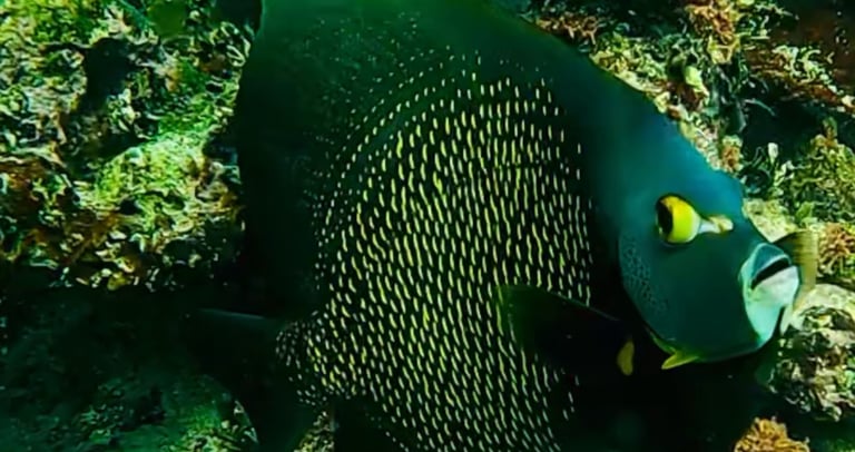 a fish with a fish in the water