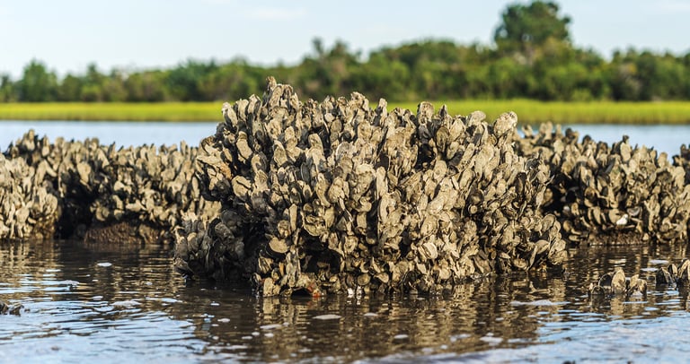 Oyster Reef