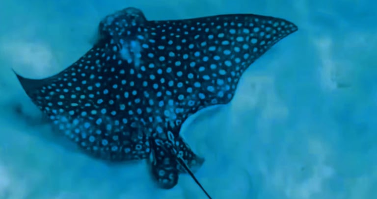 a stingper fish fish in the water