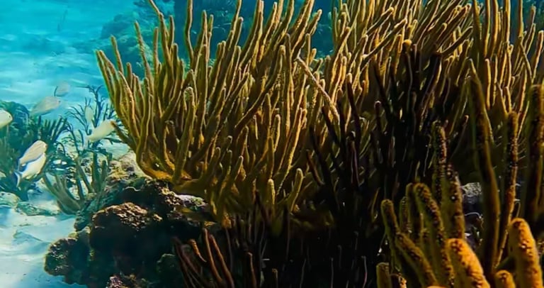a fish swimming in the ocean with a fish