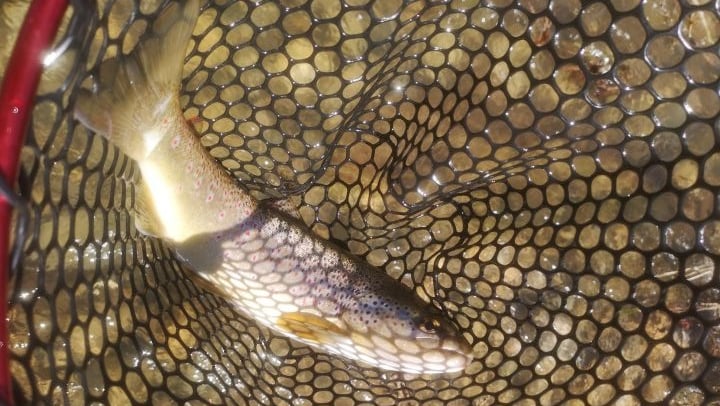 pêche à la nymphe au fil