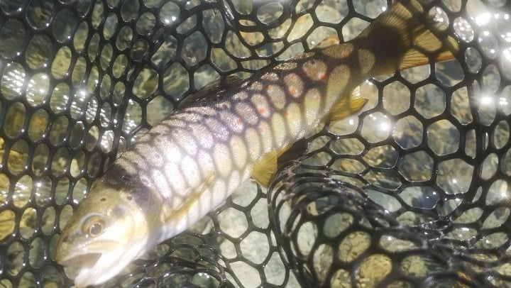 fabricant de nymphes
