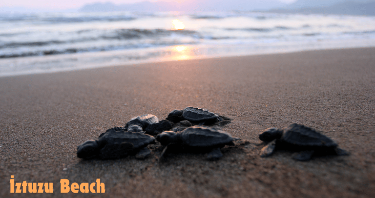 a group of caretta caretta turtles on the beach with the sun setting