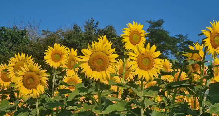 Champ de tournesol