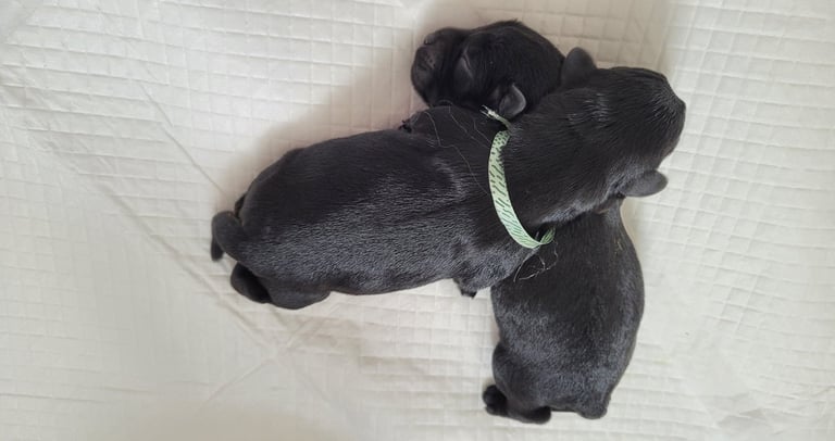 chiots Schnauzer a la naissance