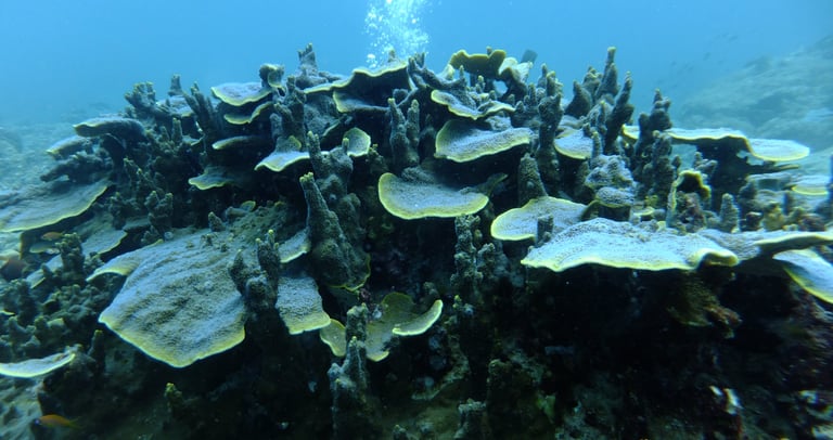 hard coral at the andamen and nicobar islands