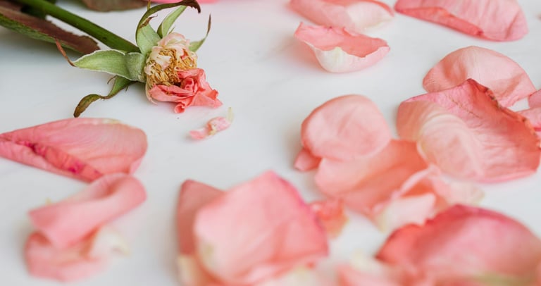 Soft pink rose petals and a withered rose stem scattered on a white marble surface.