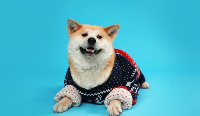 Un esponjoso perro Shiba Inu con un cómodo suéter azul marino estampado sobre un fondo azul brillant