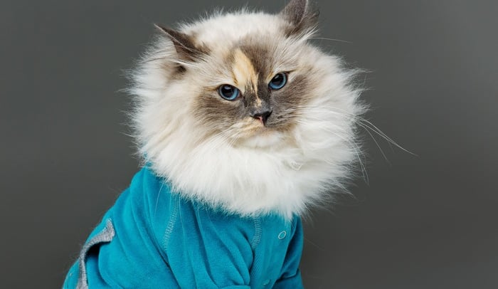 Un gato ragdoll de pelo largo y ojos azules que lleva un suéter azul sobre un fondo gris.