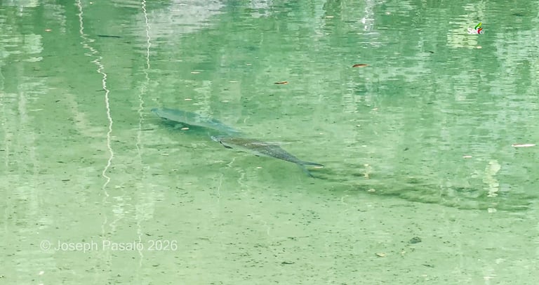 enchanted fish in caramoan