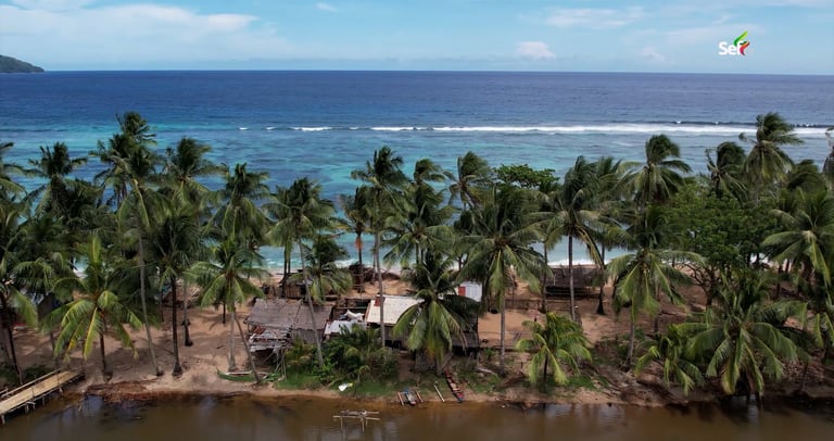 Coconuts Planted by Indonesian in Balut Island