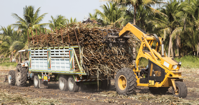 A yellow cane loader harvests sugar cane stalks into a tractor trailer in a tropical plantation field.