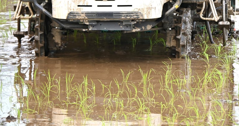 A mechanical rice transplanter machine planting green seedlings in a flooded paddy field.