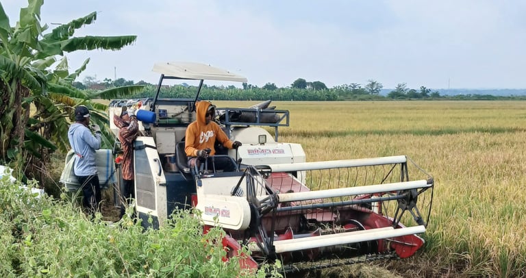 Agricultural combine harvester machinery harvesting ripe golden rice stalks in a rural farm field.