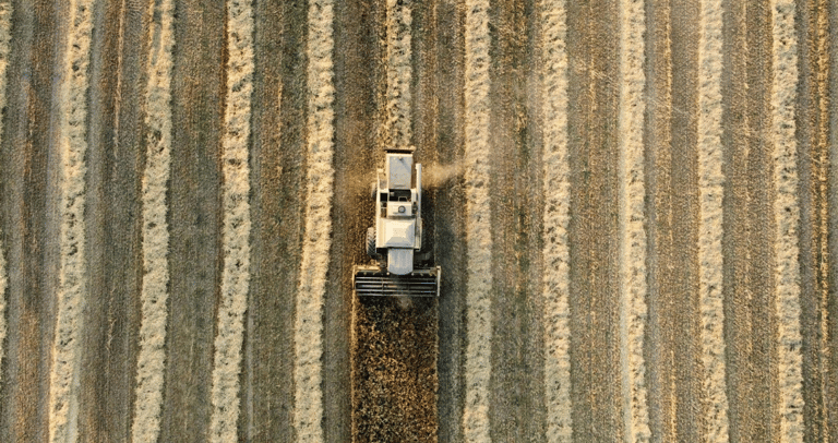 Aerial view of a combine harvester harvesting peanuts in a golden field with geometric rows.